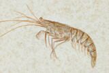 Bargain, Fossil Shrimp (Antrimpos) - Solnhofen Limestone #143791-2